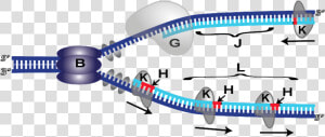 Transparent Dna Png Transparent   Blank Dna Replication Diagram  Png Download