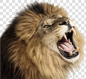 Lion Png Image   Lion Roaring Transparent Background  Png Download