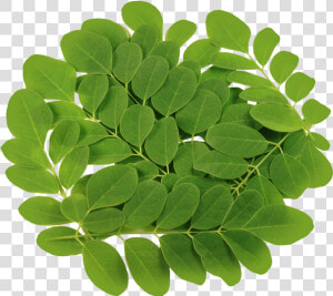 Transparent Vegetable Plant Png   Moringa Leaves  Png Download