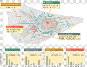 Lipid Synthesis And Steady state Composition Of Cell  HD Png Download