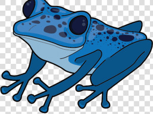 Transparent Blue Frog Png   Poison Dart Frog Clipart  Png Download