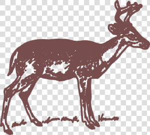 Transparent Deer Deer Wildlife Reindeer Clipart For   Clip Art Black And White Deer  HD Png Download