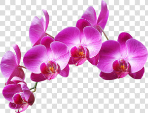  ftestickers  flowers   Purple Orchids Png  Transparent Png