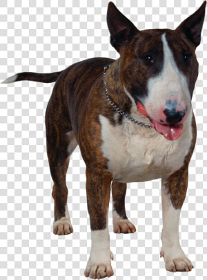 Dog Png   Cão Bull Terrier Png  Transparent Png