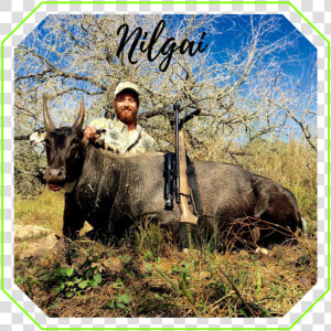 Whitetail Deer   Water Buffalo  HD Png Download