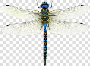 Dragonfly Png Image Free Download   Dragonfly Png  Transparent Png