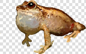 Eastern Spadefoot  HD Png Download