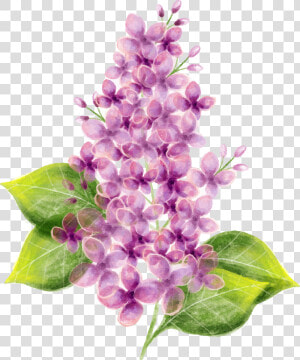 Lilac Flower Watercolor Painting   Flower Png  Transparent Png