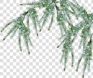 Free Snow Tree Png   Pine Branch Snow Png  Transparent Png