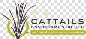 Transparent Cattail Png  Png Download