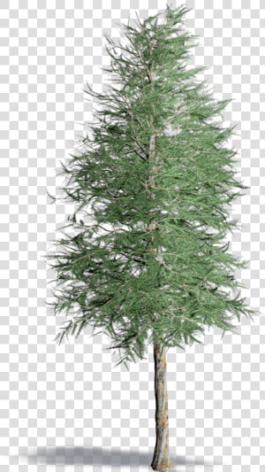 Japanese Larch   Realistic Pine Tree Png  Transparent Png