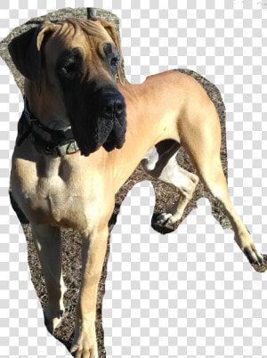 Great Dane  HD Png Download