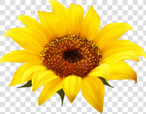 Sunflower Png Clipart   Sunflower Clipart Png  Transparent Png