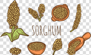 Hand Drawn Sorghum Vectors   Sorgo Grano Dibujo  HD Png Download