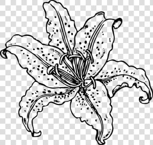 Symmetry monochrome Photography petal   Tiger Lily Line Drawing  HD Png Download