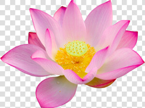 Lotus lotus Bloem Joy   Lotus Flower Png  Transparent Png