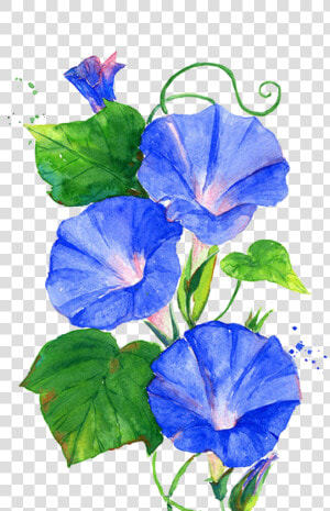 Trumpet Vine Png   Morning Glory Flower Clipart  Transparent Png