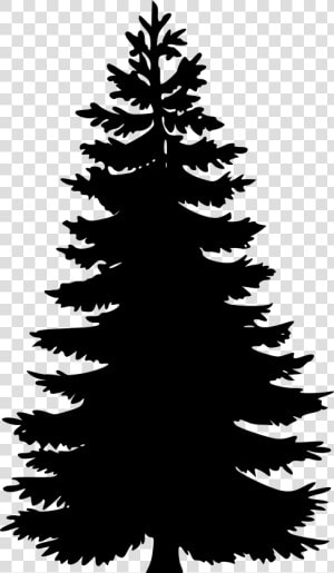 Pine Tree Png Vector   Pine Tree Vector Png  Transparent Png