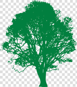 White Oak Tree Clip Art   Live Oak Tree Black And White  HD Png Download