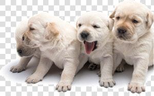 Dog Yawns  HD Png Download