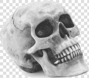 Skull  Skeleton  Human  Remains  Anatomy  Human Remains   Halloween Skull  HD Png Download