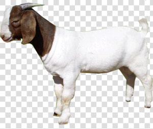 Download Goat Png   Goat Png  Transparent Png