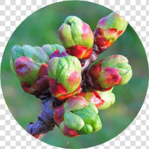 Exploring Buds In Winter   Bud  HD Png Download