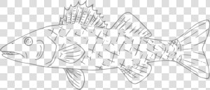 Willards Walleye   Striped Burrfish  HD Png Download