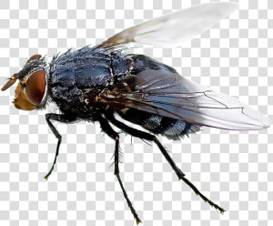 Black Fly Insect Mosquito Housefly   House Fly Flies Transparent Background  HD Png Download