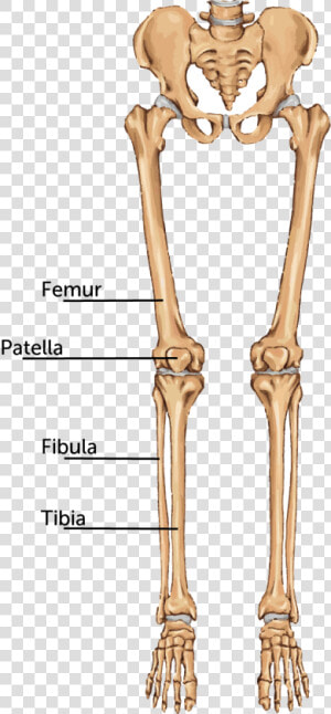 Transparent Bone Leg   Thigh And Leg Bones  HD Png Download