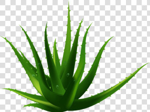 Planta De Aloe Vera Euclidiana Del Vector   Aloe Vera Transparent Background  HD Png Download