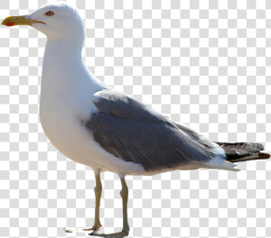 Gull Transparent Images   Gull Png  Png Download