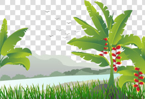 Banana Leaf Tree Illustration   Banana Tree Vector Png  Transparent Png