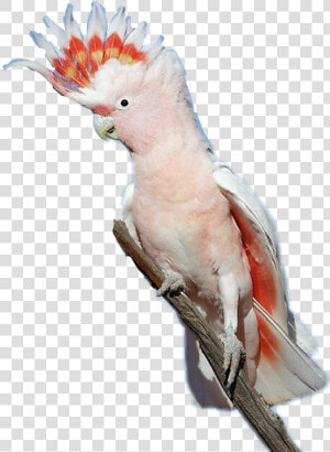  cockatoo  bird   Major Mitchell  39 s Cockatoo Wings  HD Png Download