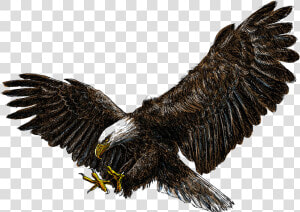 Flying Eagles Png Download   Bald Eagle White Background  Transparent Png