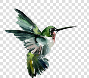 Hummingbird Watercolor Painting Drawing   Flying Birds Painting Art  HD Png Download