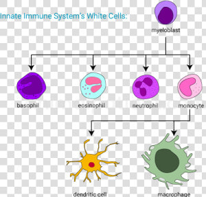 Innate Immunity Diagram Png  Transparent Png