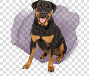 German Rottweiler And German Shepherd  HD Png Download