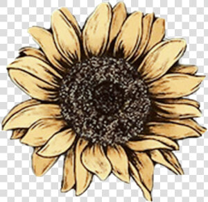  sunflower  flowers  yellow  yellowaesthetic  yellowflower   Aesthetic Sunflower Tumblr Png  Transparent Png