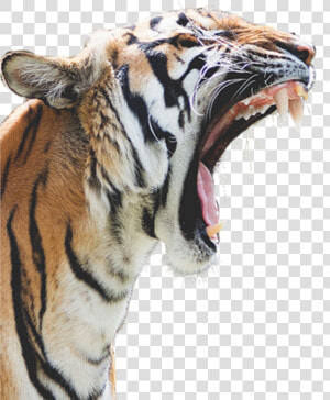 Transparent Tiger Head Clipart   Tiger Roaring White Background  HD Png Download