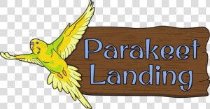 Parakeet Landing At Clyde Peeling S Reptiland   Parakeet  HD Png Download