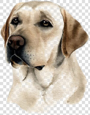 Clip Art Dog Watercolor   Dibujos De Perros Labradores  HD Png Download