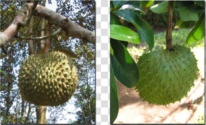 The Durian And Lookalike Soursop  1600x900   Png Download   Annona Muricata  Transparent Png