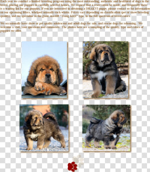 Ancient Dog Breeds  HD Png Download