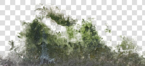 Moss Texture Png   Wall Moss Texture Png  Transparent Png