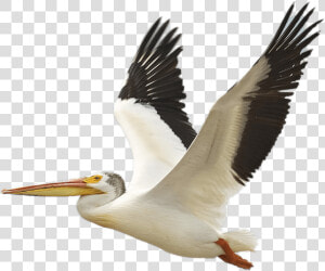 The Birds Of America American White Pelican Brown Pelican  HD Png Download