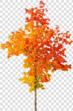 Plant black Maple plant Stem plane deciduous   Autumn Tree Png  Transparent Png