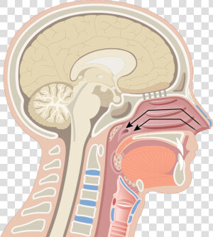 Pharynx Anatomy   Png Download   3 Regions Of Pharynx  Transparent Png