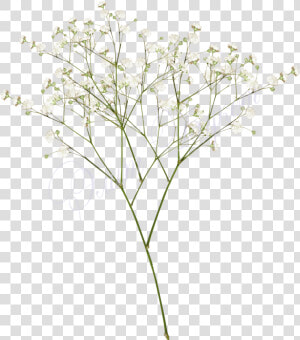 Top Images For Baby Breath Flowers Png White On Picsunday   Baby Breath Flower Png  Transparent Png