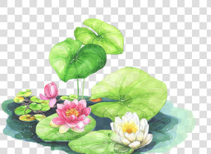 856 X 566   Drawing For 3d Lotus  HD Png Download